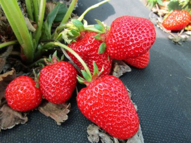 ��� ��������� ������������� ��������� ������: ������ � ������������