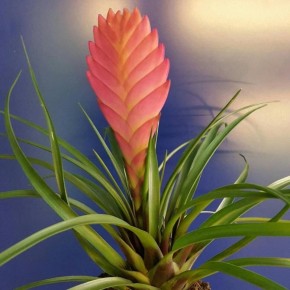 Как украсить ваш дом яркими комнатными растениями