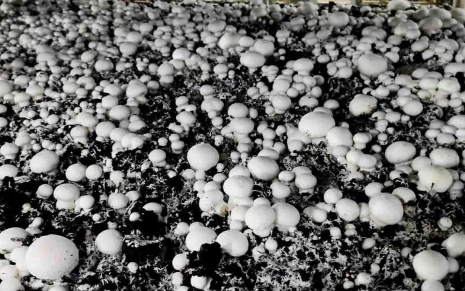 ������� ������� ����������: ��� �������� � ����� ������ �� 180,5 ��� ������