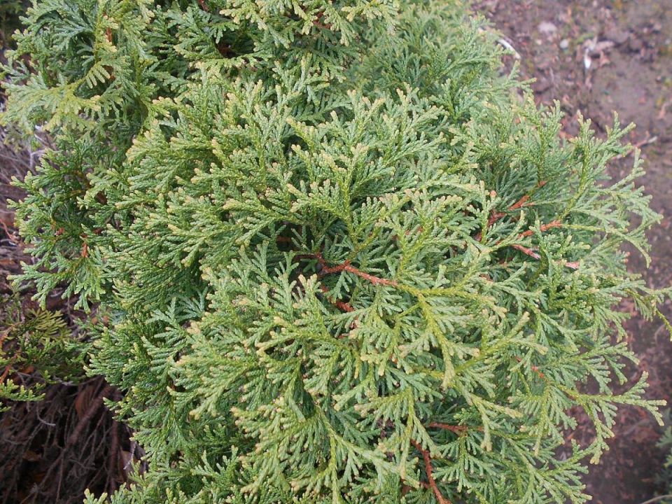 �������� ������� ����� �� ����: ��� ���������� ��� �������� � �������