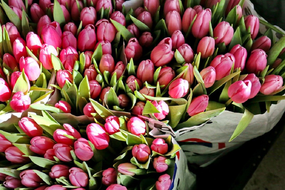 141 тонну цветов ввезли в Новосибирскую область перед 8 Марта