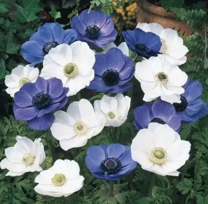 ���-10 ����������� ��� ������ ����