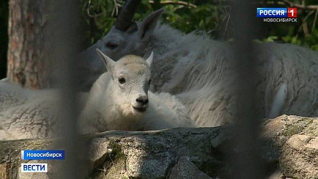 ����� ����� ������. ������������� ������� ������� ����� ������