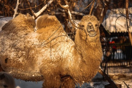 ������������� ������� ������� ������ �� ���