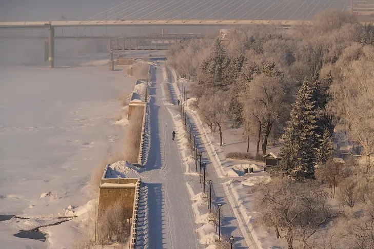 В Новосибирске ищут подрядчика для сноса деревьев на Михайловской набережной