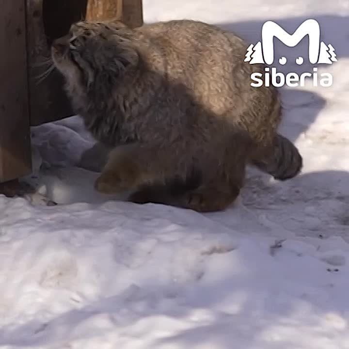 ������ ��� ��������� ����� � ���� ��������� �� ������� � ������������� ��������