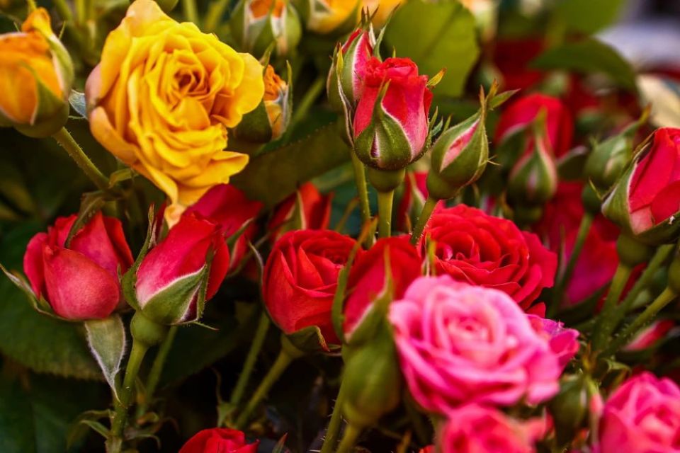 ��� �������� ����� ������ � ����