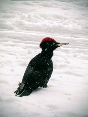 ����������� ������� ������� ����� ����� � �������������