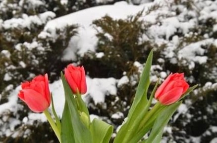 ���� ������� �� 8 ����� � ������������