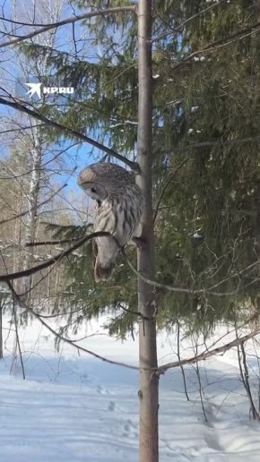 ��������� ��������� ��������� ������� � ����������� � �������� ������������