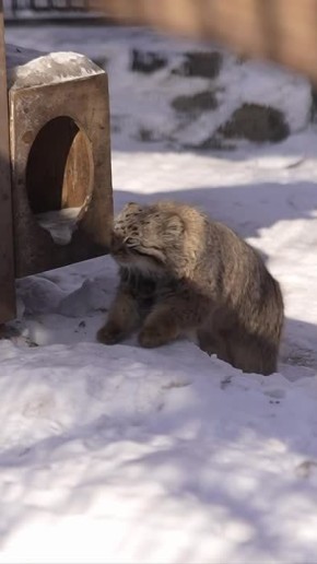 � ������ �� �������������� �������� ��� ���� �����