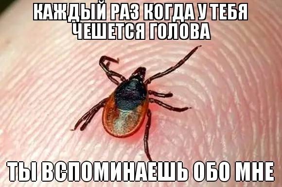 Роспотребнадзор назвал семь самых «клещевых» районов Новосибирской области