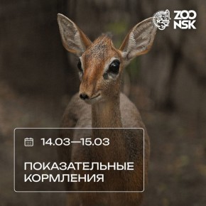 Новосибирский зоопарк приглашает на показательные кормления: