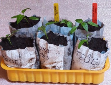 Как сэкономить на торфяных горшках для рассады: необычные идеи из домашнего хозяйства