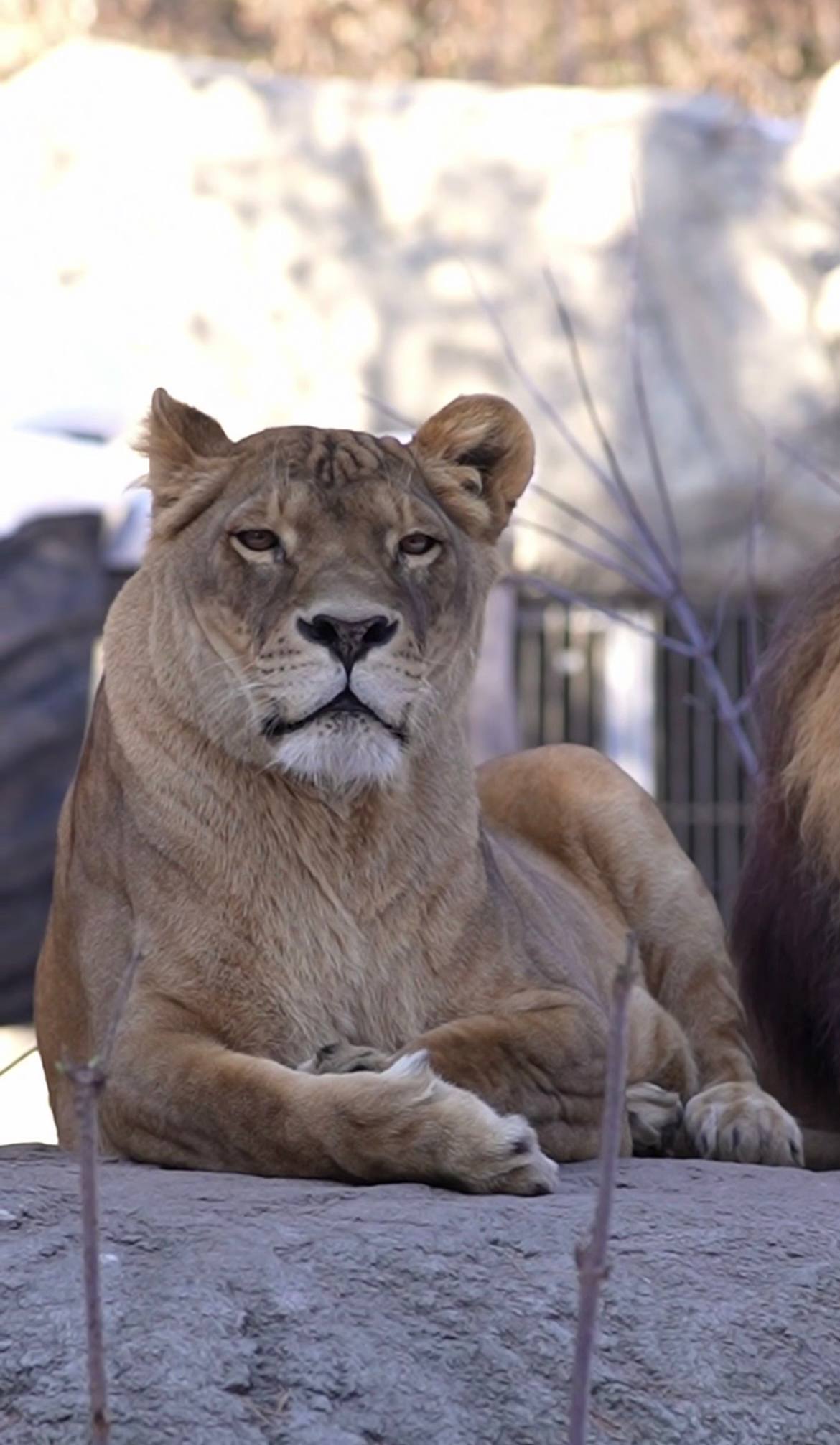 Львице Найтирии исполнилось 10 лет в Новосибирском зоопарке