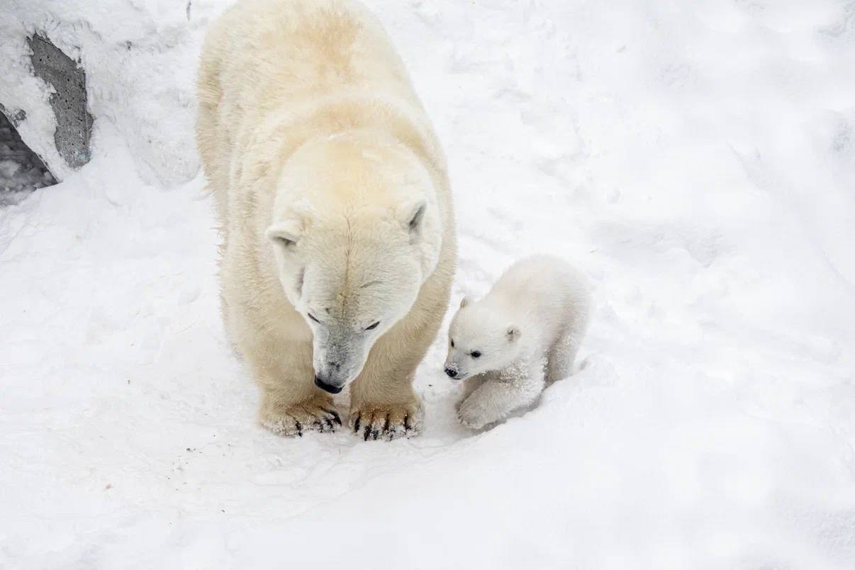 Герда и Кай снова стали родителями Герда и Кай снова стали родителями