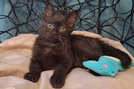 ��� ��������� ����� ��-�� �������: ������������� ��������� ������ ������� � ������� ��������