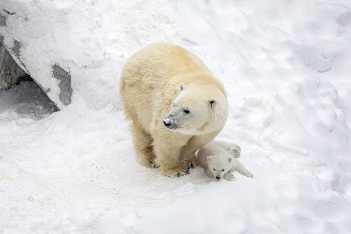 Герда и Кай снова стали родителями Герда и Кай снова стали родителями