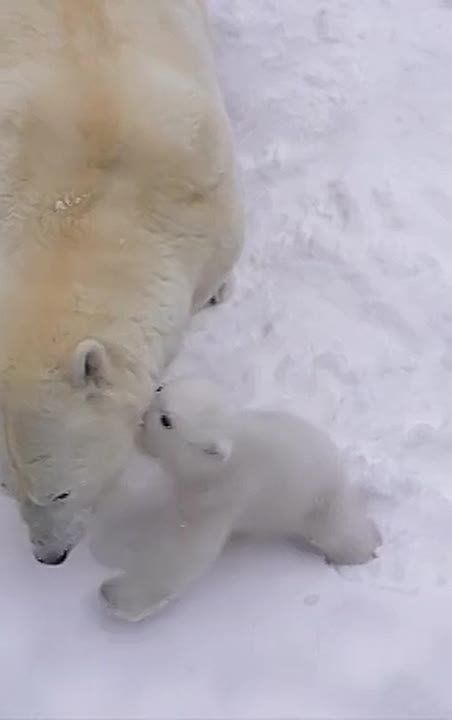 � �����������: ������������� ������� ������� ������� ������������ �� ���� ����������