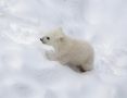 Полярный медвежонок родился в Новосибирском зоопарке