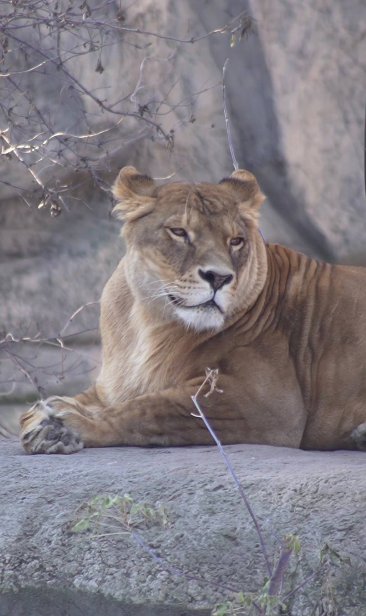 Львице Найтирии исполнилось 10 лет в Новосибирском зоопарке Львице Найтирии исполнилось 10 лет в Новосибирском зоопарке