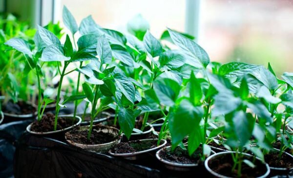 Эффективные методы для простого выращивания рассады перца