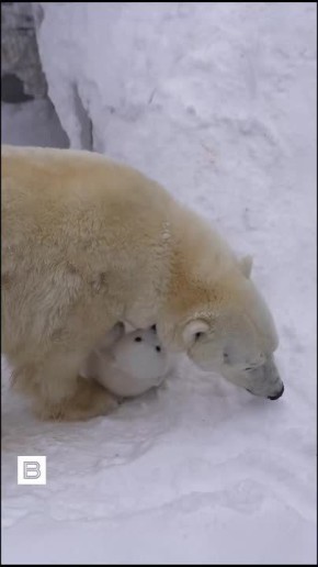 В Новосибирском зоопарке белая медведица Герда родила медвежонка