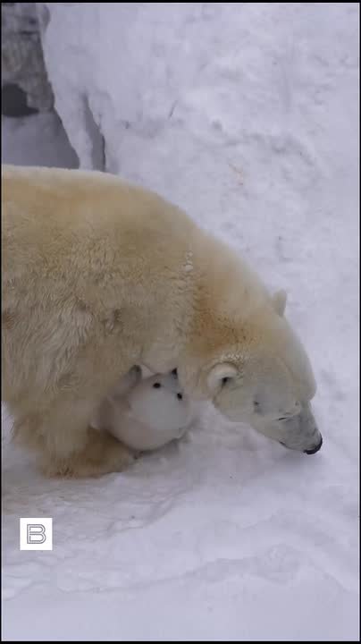 В Новосибирском зоопарке белая медведица Герда родила медвежонка