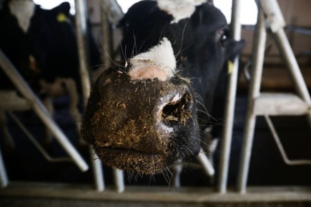 Дефицита говядины в Новосибирске не будет — региональный минсельхоз