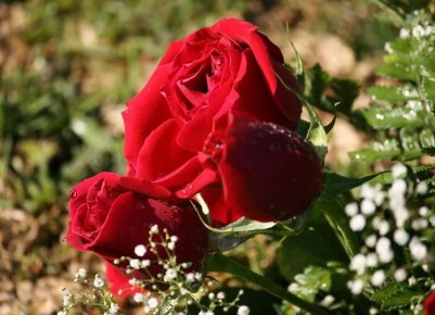 Как успешно укоренить ветки роз: советы и техники