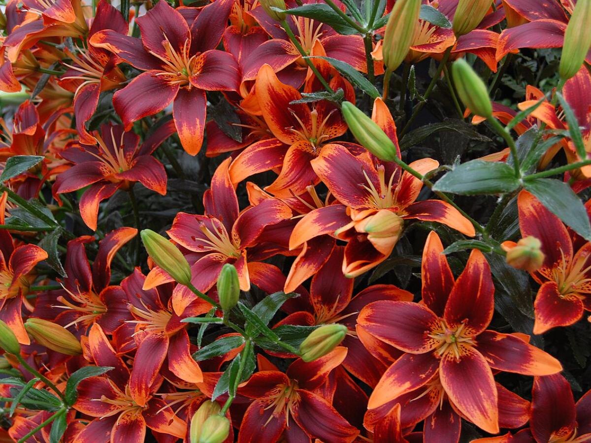 Лилия Претти Вумен: Яркость и очарование для вашего сада