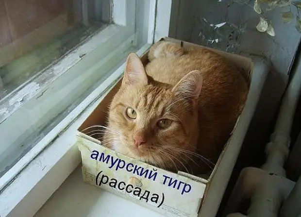 ����� ��������� �� ��������? ��������� ��� �� ���������� ������� (������ ��������� + ��������� �������)