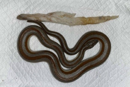 Розового удава Васю избавился от инородного тела в Новосибирске