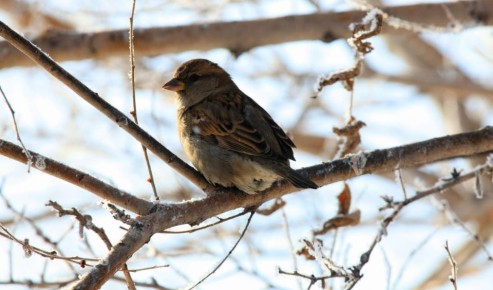 Погода в Новосибирске стабильна: начинаем новую неделю с температурой –1° и небольшим юго-западным ветром за бортом