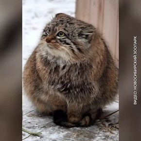 Манул греет лапки на хвостике в Новосибирском зоопарке