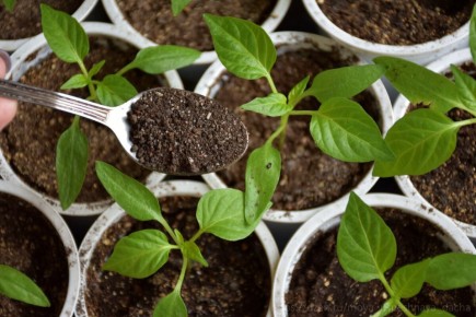 ������ ��������� �����: ������� ������������ ����� �������