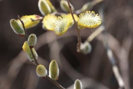 ���� � ������-2026 ����������� �������� ����� � ������������