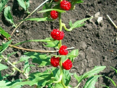 ����������� ������: ������������ �������� � ������ ������� � ��������� ��������