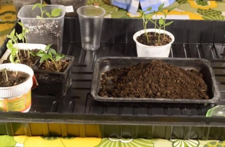 ������� ��������� ������ � ��������� �������: �� ������ �� �������