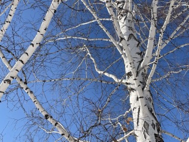 Тепло до +13 градусов обещают новосибирцам на предстоящей неделе