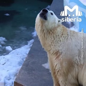 Семейство медведей кайфует в Новосибирском зоопарке