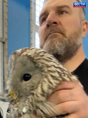 Спасение совы. Чернореченские учителя и школьники отбили серую неясыть у сорок