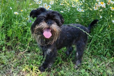 Новосибирцев призвали начать обрабатывать питомцев от клещей