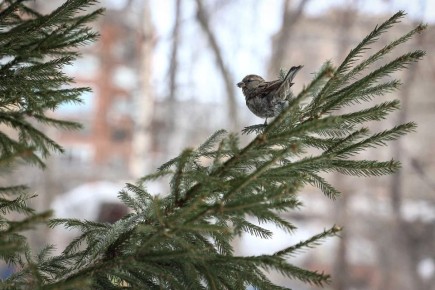 ���� ������������ ��������� ��� ��������� �3�