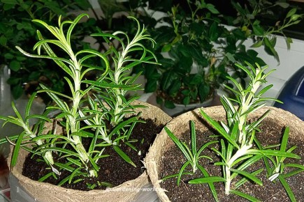 ��� ��������� ��������: ������� ��� ��� ���������� ���������