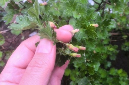 ������� ����� �� �����������: ���� ����� ��������