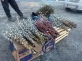 Букетами вербы по 300 рублей начали торговать в Новосибирске