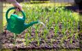 Весна на огороде: как ухаживать за озимым чесноком и обеспечить ему рост