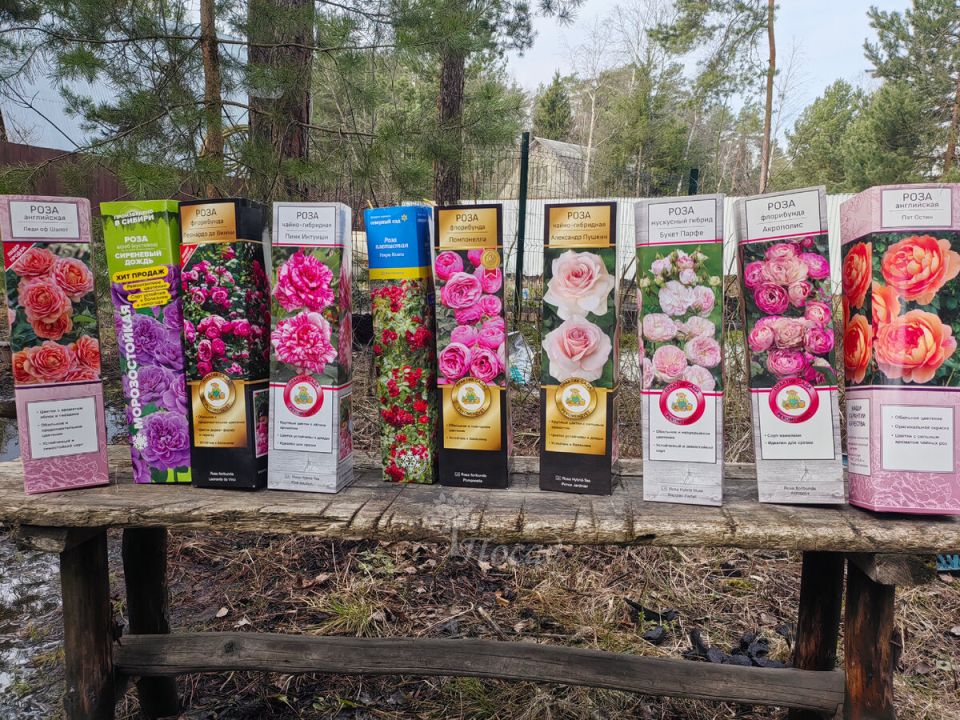 ��� ��������� ���������� ����: ��������� ����������