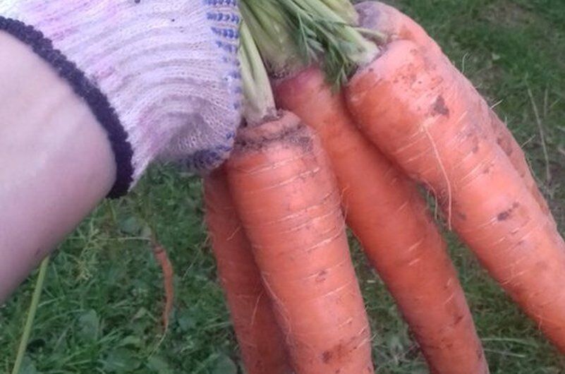 ������� ������� �������� �������: 5 ����������� �������